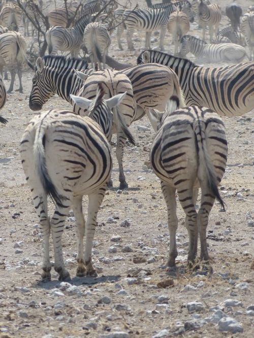 zebras safari etosha national park