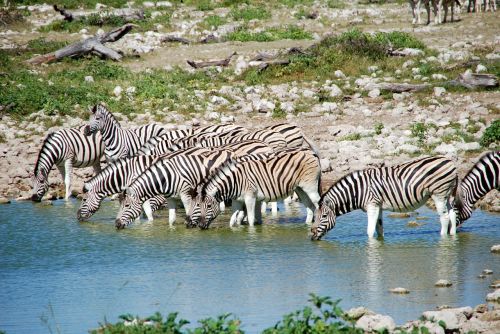 zebras potions africa