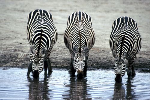 zebras drinking watering hole