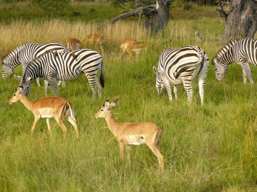 zebras antelope grazing