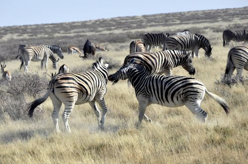 zebras fight africa