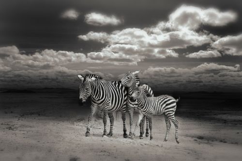 zebras wild animals zebra crossing