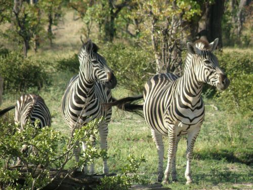 zebras wild animal