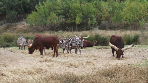 zebras african reserve sigean
