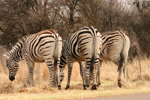 Zebras From Behind