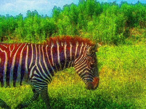 Stylized Zebra # 1