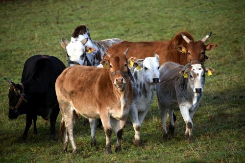 zebu zebuherde cattle