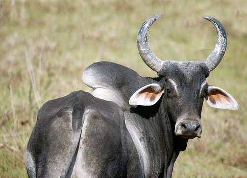 zebu  animal  ruminants