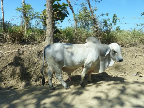 zebu ox bull
