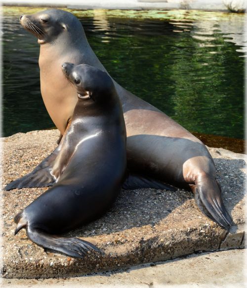 Sea Lions 1