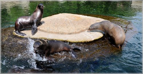 Sea Lions 11 (series 22)