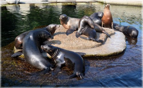 Sea Lions 2