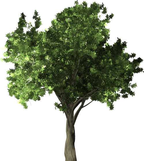 zelkova serrata tree green