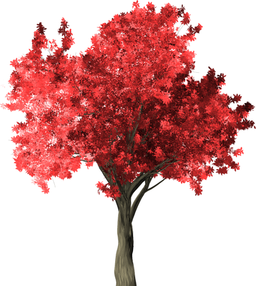 zelkova serrata tree red