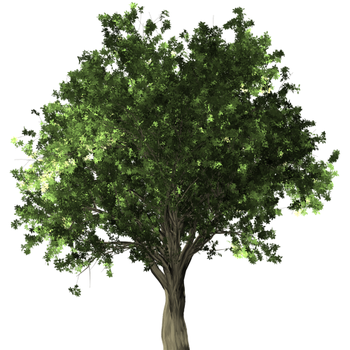 zelkova serrata tree bonsai