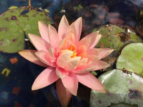 zen flower pond