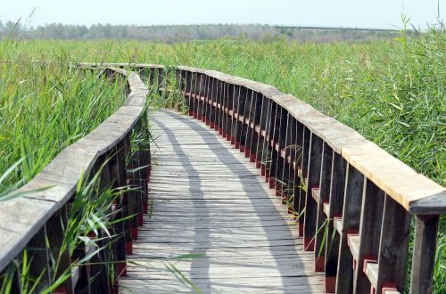 zen bridge landscape