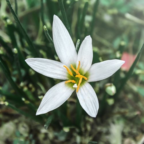 zephyranthes candida white little flower