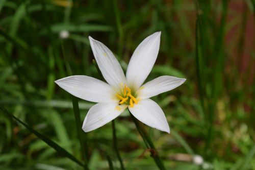 zephyrlily flower zephyranthes