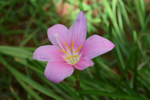 zephyrlily flower zephyranthes