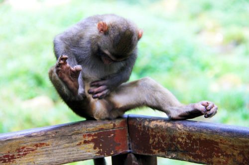 zhangjiajie monkey scratching