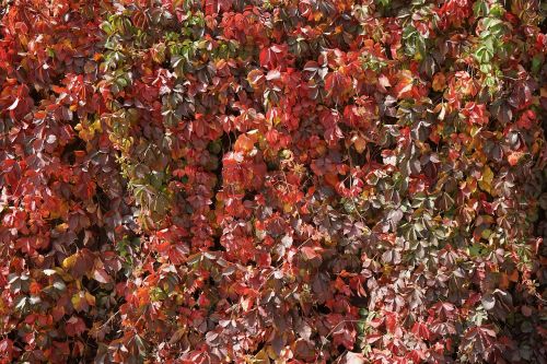 zhangye beautiful golden autumn leaves -1 the scenery