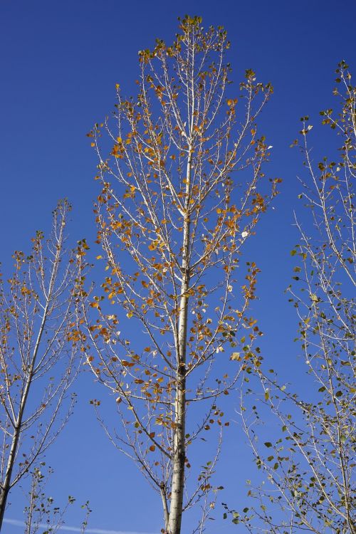 zhangye white birch autumn