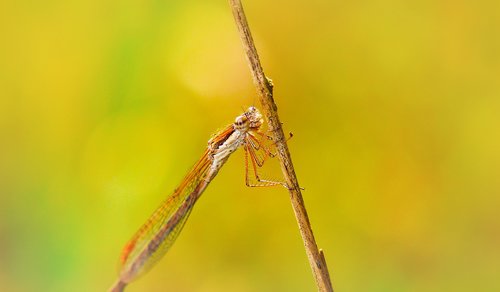 zimówka rudawa  dragonflies równoskrzydłe  the head of the