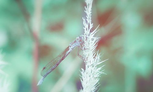 zimówka rudawa  dragonflies równoskrzydłe  insect