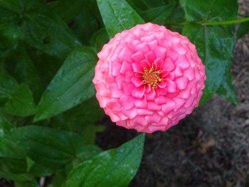 zinna  pink  flower
