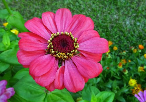 zinnia flower flora