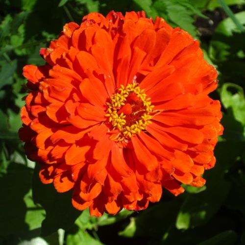 zinnia flower nature