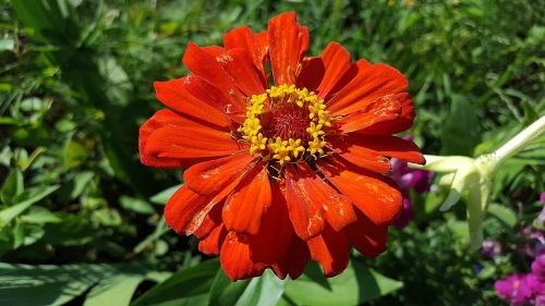 zinnia zinnia flower zinnia elegans