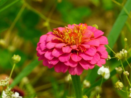 zinnia zinniae colorful