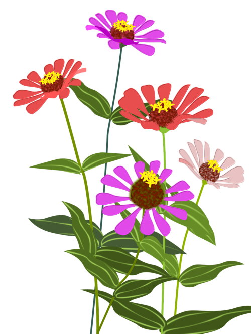 zinnia flowers pink
