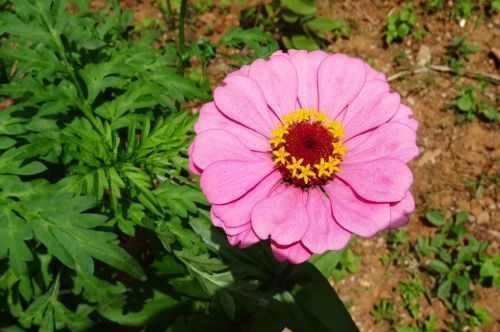 zinnia flower pink