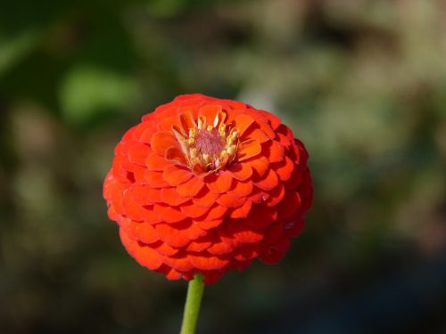 zinnia flower beauty