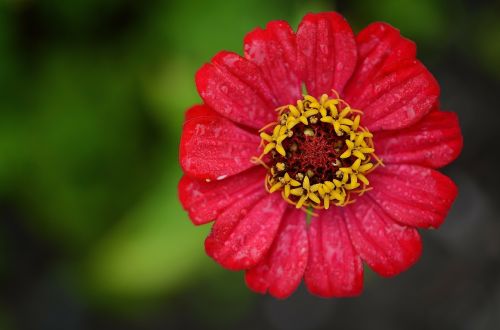 zinnia red flower