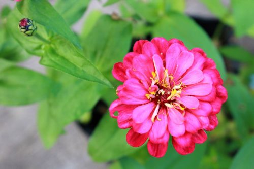 zinnia flower pink