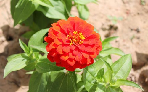 zinnia astrov garden flowers