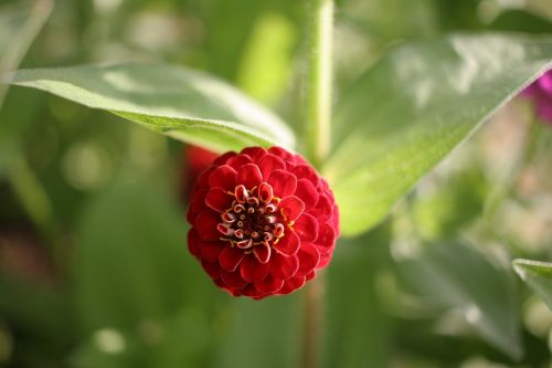 zinnia flower red