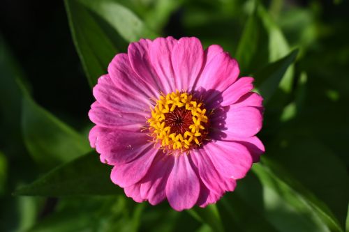 zinnia pink flower