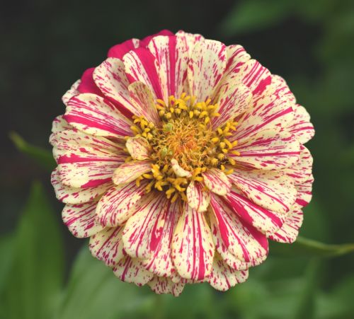 zinnia red and yellow flower