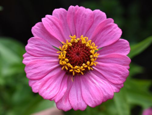 zinnia pink flower