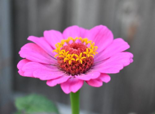 zinnia flower pink