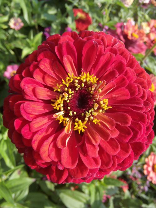 zinnia summer blossom