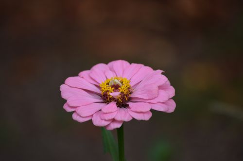 zinnia flower blossom