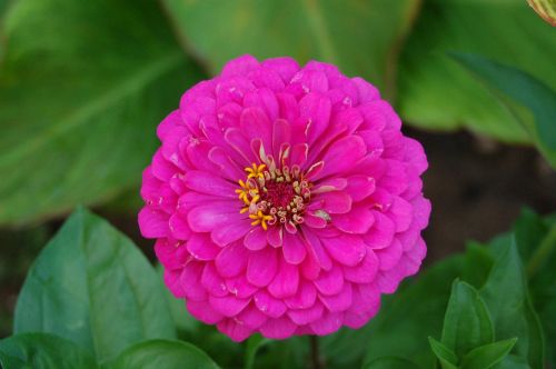 zinnia flower summer