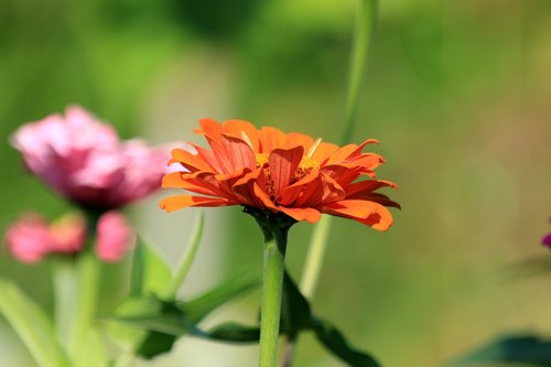 zinnia  flower  plant