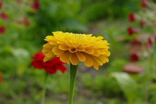 zinnia  flower  yellow